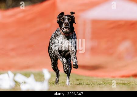 German Shorthaired Pointer Running Lure Course Sprint Dog Sport Stock Photo