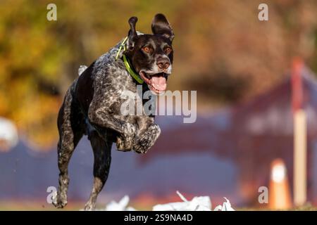 German Shorthaired Pointer Running Lure Course Sprint Dog Sport Stock Photo