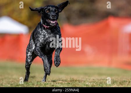 German Shorthaired Pointer Running Lure Course Sprint Dog Sport Stock Photo