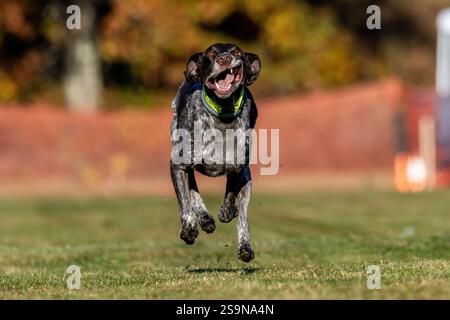 German Shorthaired Pointer Running Lure Course Sprint Dog Sport Stock Photo