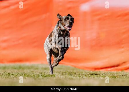 German Shorthaired Pointer Running Lure Course Sprint Dog Sport Stock Photo