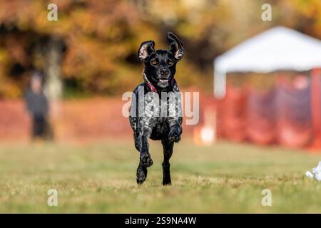 German Shorthaired Pointer Running Lure Course Sprint Dog Sport Stock Photo