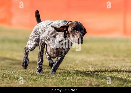 German Shorthaired Pointer Running Lure Course Sprint Dog Sport Stock Photo