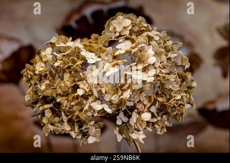 Dried Hydrangea Flower Close-Up photo Stock Photo