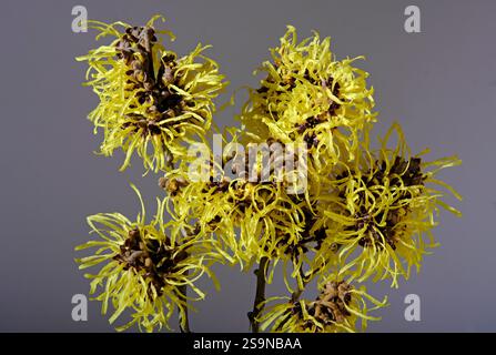 yellow flowering witch hazel flowers on grey background Stock Photo