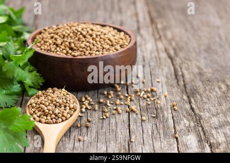 coriander seeds and powder in wooden spoon with fresh cilantro leaves on rustic table, ( coriandrum sativum ) Stock Photo