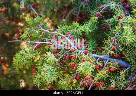 Bunch of red juniper berries on a green branch, Juniperus Stock Photo