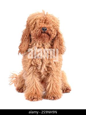 Portrait of Fully coated poodle before grooming procedures on a white background Stock Photo