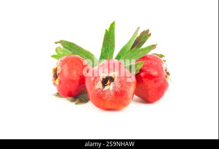 Fresh ripe red hawthorn fruits isolated on white background. Crataegus monogyna berries, healthy food Stock Photo