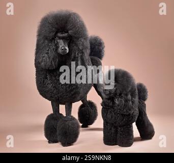 Funny big and toy black poodles standing on  a color background Stock Photo