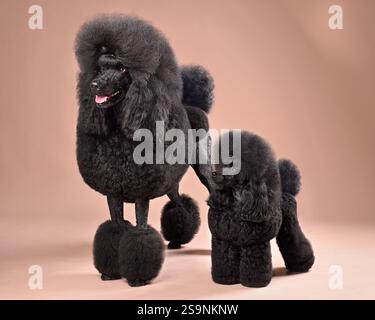 Funny big and toy black poodles standing on  a color background Stock Photo