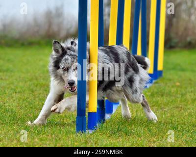 Merle Border collie dog doing slalom in agility training Stock Photo