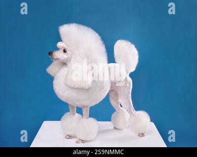 Beautiful white toy poodle in continental clip on blue background Stock Photo