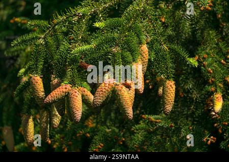 Young cones were spruce on a branch in the forest Stock Photo