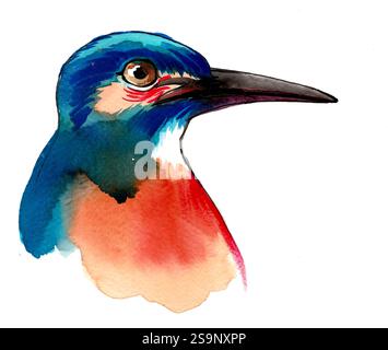 Kingfisher bird. Hand drawn watercolour illustration Stock Photo - Alamy