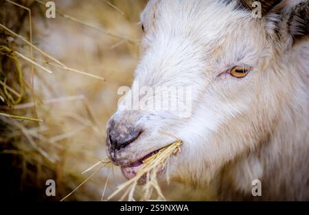 Close up portrait of adult pygmy goat Stock Photo