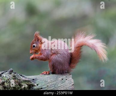 A very cute Red Squirrel, (Sciurus vulgaris), sat on it's haunches and eating a Hazelnut Stock Photo