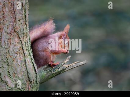 A very cute Red Squirrel, (Sciurus vulgaris), sat on it's haunches on an old tree branch, and eating a Hazelnut Stock Photo