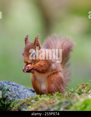 A very cute Red Squirrel, (Sciurus vulgaris), sat on it's haunches and eating a Hazelnut Stock Photo
