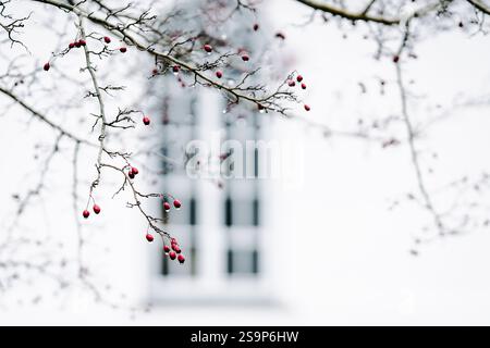 A branch of a hawthorn tree (Crataegus) with raindrops in winter. Rainy day and raindrops on the tree branch. Fruits of thornapples in a rainy day. Stock Photo