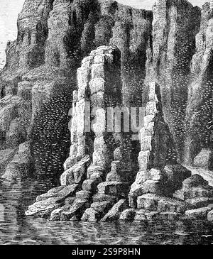 Bird cliff at the North Cape, cliff with flock of birds, geography, Norway, historical illustration 1888, Europe Stock Photo