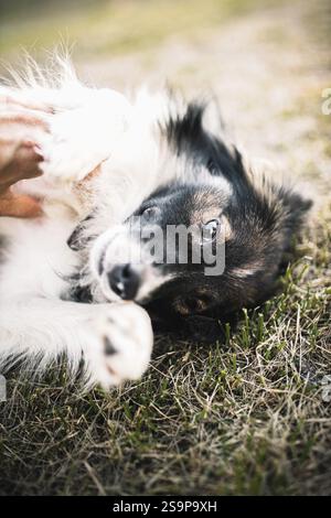 Close-up of a dog lying on the grass, looking towards the camera Stock Photo