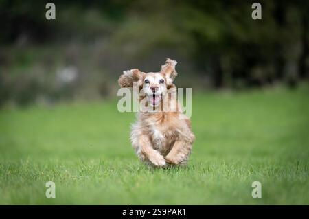 Cocker spaniel playing in a grassy field in summer Stock Photo