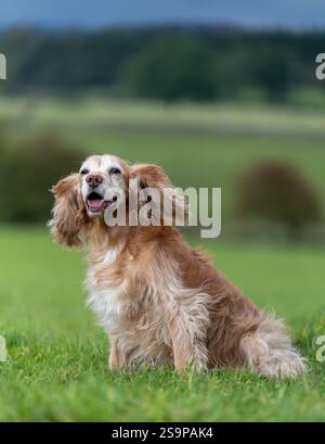 Cocker spaniel playing in a grassy field in summer Stock Photo