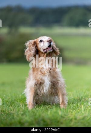 Cocker spaniel playing in a grassy field in summer Stock Photo
