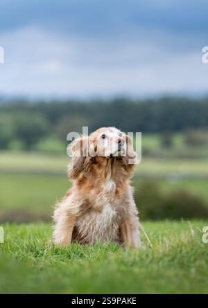 Cocker spaniel playing in a grassy field in summer Stock Photo
