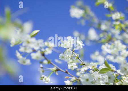 White blossoms against a clear blue sky on a tree branch Stock Photo