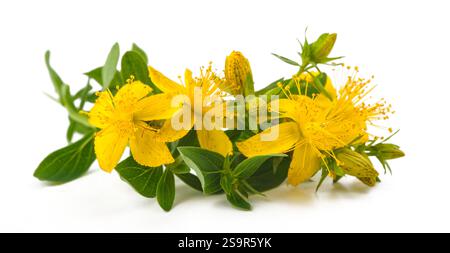 St. John's wort flowers  isolated  on white background Stock Photo