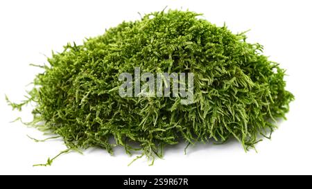 Green moss isolated on white background Stock Photo