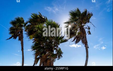 Silhouetted palm trees against a bright blue sky with sunlight shining through the leaves, creating a tropical and serene atmosphere. Stock Photo