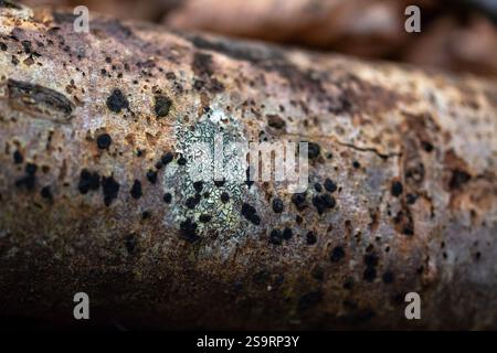 Macro shot of beautiful patterns on an old tree trunk in the forest Stock Photo