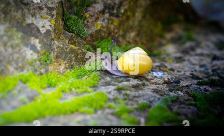 Snail with a yellow snail house on stone wall in garden with moss. Stock Photo