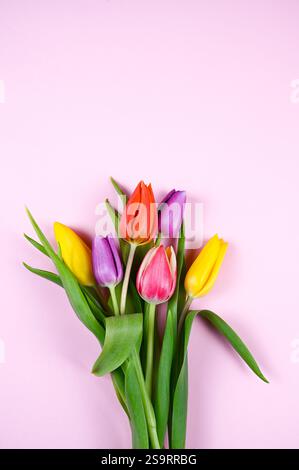 Colorful easter eggs and tulips on a pink background. Stock Photo