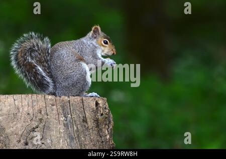 Adult grey squirrel in spring. Dorset, UK Stock Photo