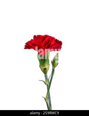Red Carnation flower isolated cutout Stock Photo