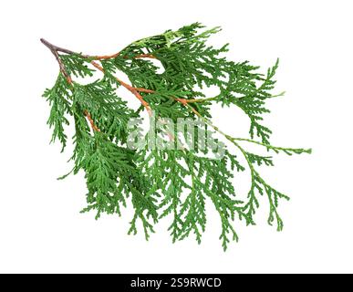 Green cedar branch isolated cutout on white Stock Photo