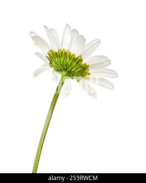 Back of a white daisy flower isolated cutout on white Stock Photo