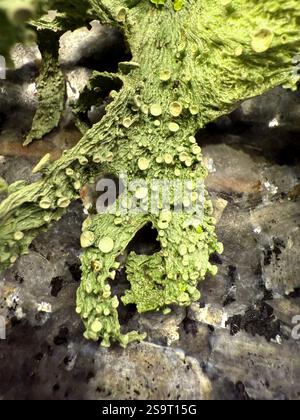 One of the many varieties of lichen to be found in the British Isles Stock Photo