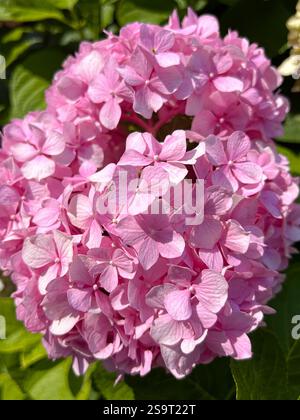 This stunning close-up captures a vivid pink hydrangea flower in full bloom, highlighted by the warm glow of sunlight. Each petal's delicate texture i Stock Photo