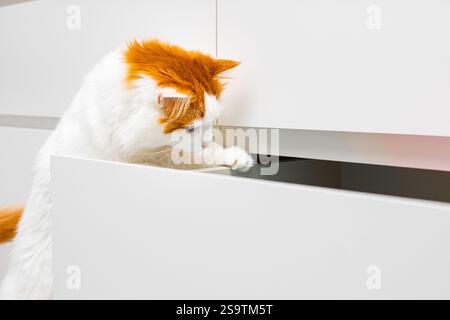 white domestic cat climbs into a cabinet drawer. the cat takes something out of the closet. curious cat. Stock Photo