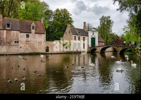 Bruges, Belgium- Sep 27,  2024: Beguinage Bridge or Begijnhofbrug in Bruges with swans and ducks swiming in the cannel. Stock Photo