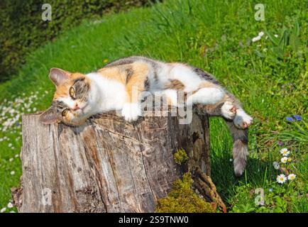 Domestic cat lying on a tree stump Stock Photo