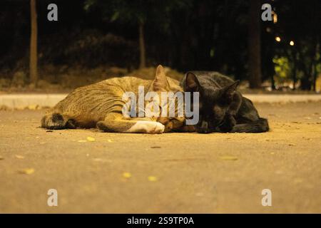 A close-up night shot of two stray cats lying on a dimly lit street. The tabby cat stares directly at the camera, while the black cat rests beside it, Stock Photo
