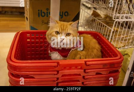 A fluffy ginger Persian cat dressed in a red festive outfit sits inside a red plastic basket in a cozy indoor setting. The cat's expressive eyes conve Stock Photo