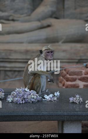 Monkey on Sri Lanka Stock Photo - Alamy