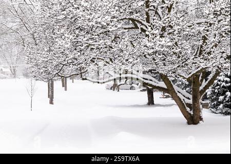 Magnolia tree covered in fresh snow overhanging a sidewalk Stock Photo